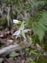 Woodland Star