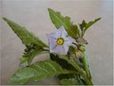 Purple Nightshade