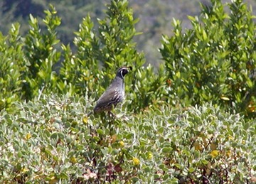 quail062302