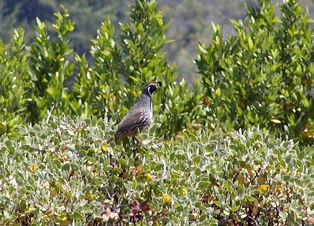 quail062302