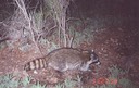 raccoon 022501