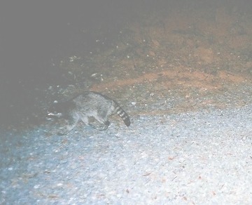 Raccoon 080705