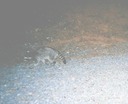 Raccoon 080705