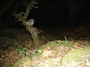 Raccoon 1009