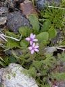 Redstem Fillaree