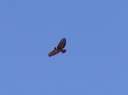 redtail1