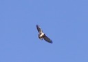 redtail2