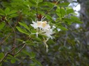 Western Azalea