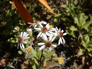 roughleafaster