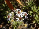 Rough Leaf Aster