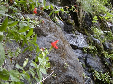 Scarlet Monkey Flower
