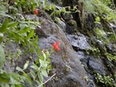 Scarlet Monkey Flower