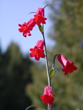 ScarletFritillary