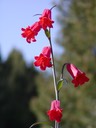 Scarlet Fritillary
