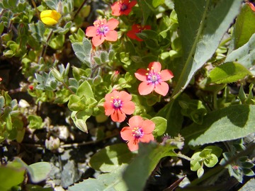 ScarletPimpernel