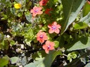 Scarlet Pimpernel