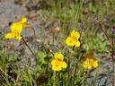 Seep Spring Monkey Flower