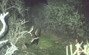 skunk 020702