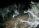 skunk 041903