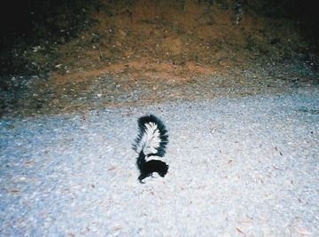 skunk 080705