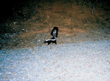 skunk 080705 b