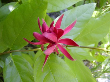SpiceBush