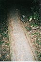 spotted skunk 0708