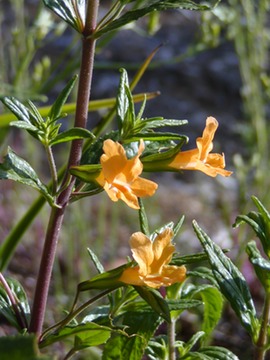 StickyMonkeyFlower
