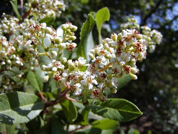 Toyon