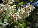Toyon