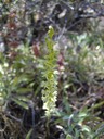 Transverse Orchid