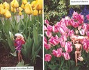 Tulips_Barbie