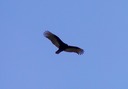 vulture1