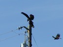 vulture2