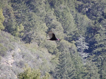 vulture3