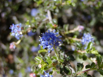 WavyleafCeanothus