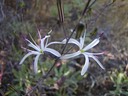 Wavy Leaf Soap Plant