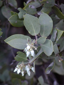 WhiteManzanita