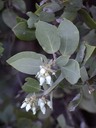 Hoary Manzanita