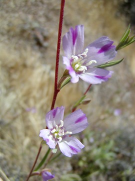 WineCupClarkia