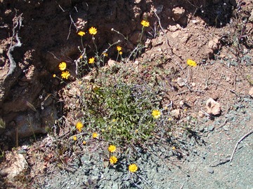 WoolySunflower