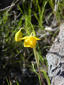 YellowFairyLantern