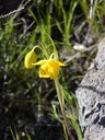 Yellow Fairy Lantern