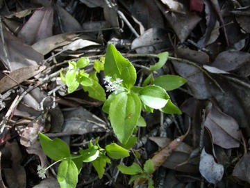 yerbadeselva