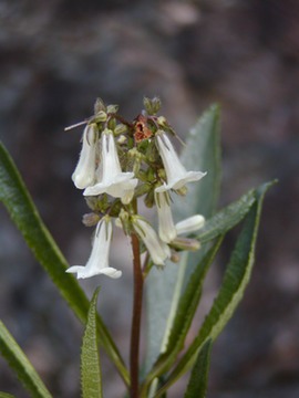 YerbaSanta
